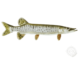 Muskellunge